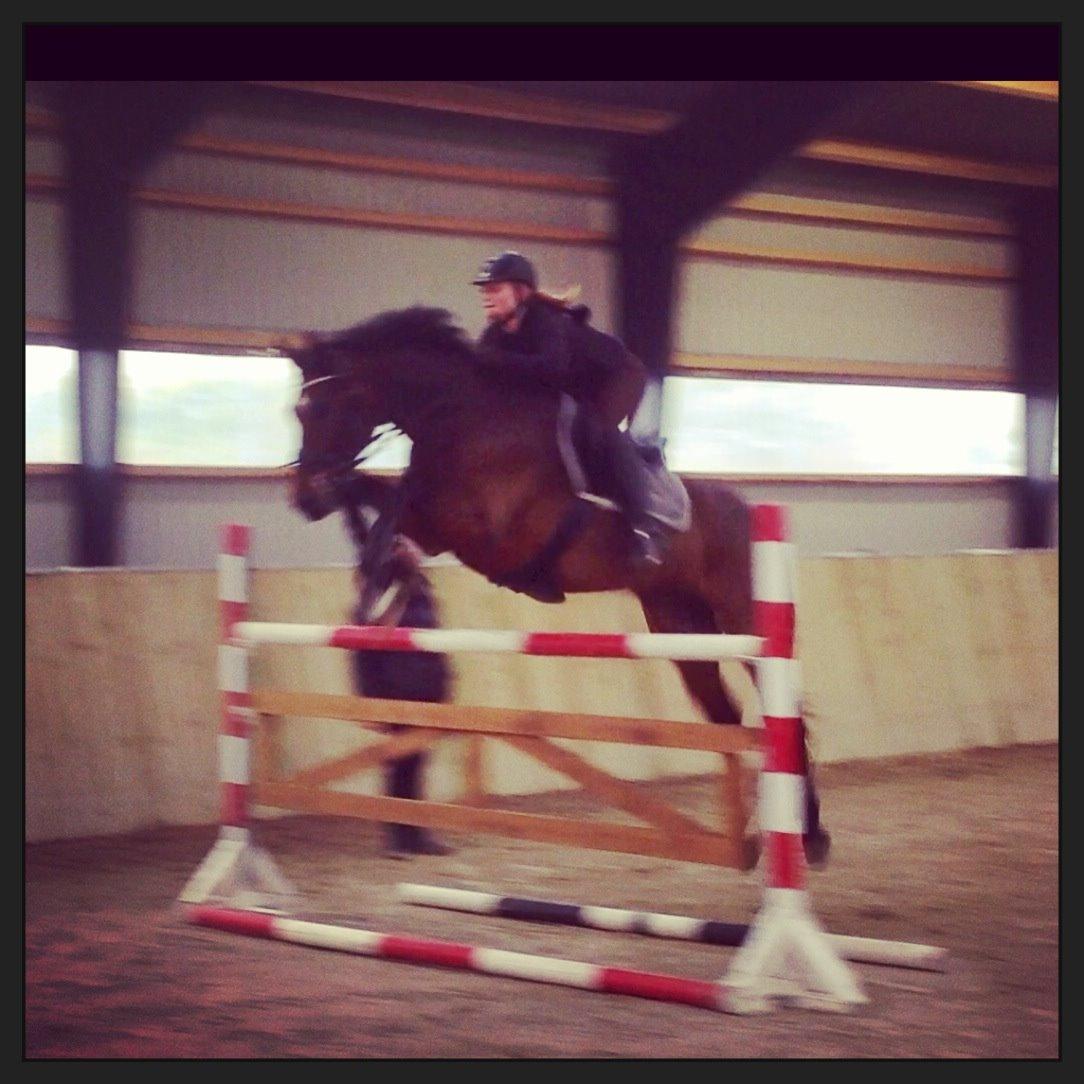 Dansk Varmblod Gørklintgårds Sandor - Oktober 2013 - her hopper stjernen 125 <3 billede 16