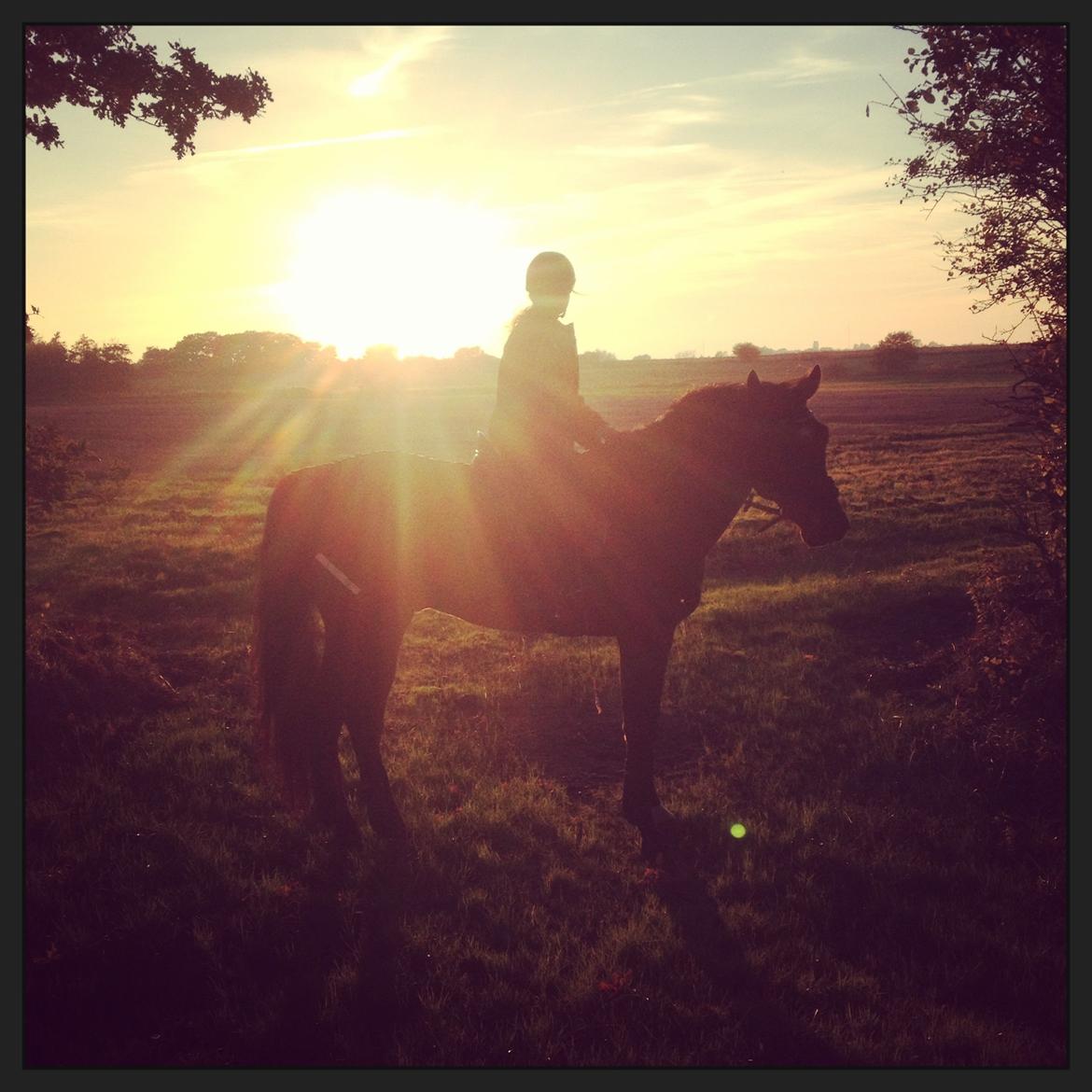 Dansk Varmblod Gørklintgårds Sandor - Aftentur på bassen, oktober 2013.  billede 14