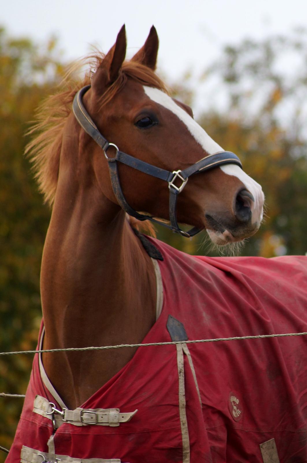 Pinto Whiskey In The Jar billede 11