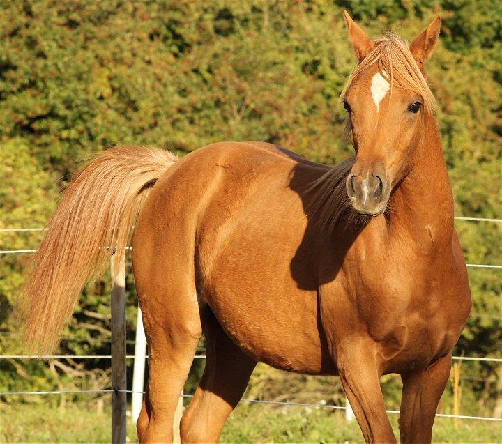 Arabisk fuldblod (OX) Shamiaah APN ( LEASET 2022-23) SOLGT - Sept. 2013 billede 7