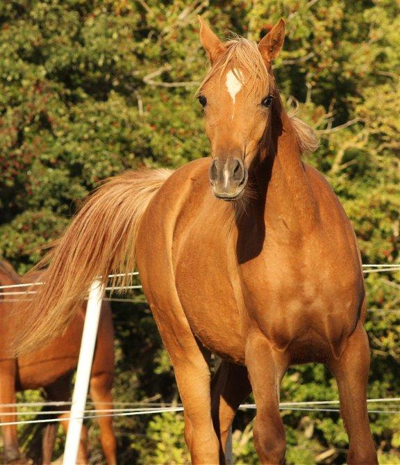 Arabisk fuldblod (OX) Shamiaah APN ( LEASET 2022-23) SOLGT - Sept. 2013 billede 8