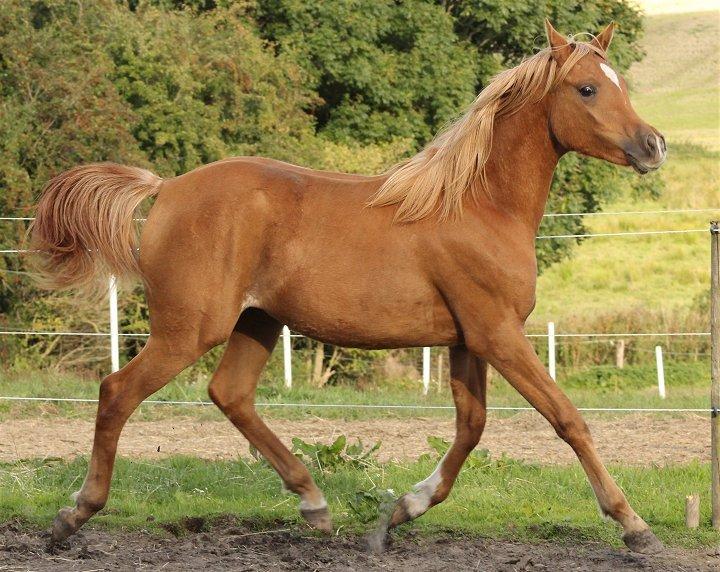 Arabisk fuldblod (OX) Shamiaah APN ( LEASET 2022-23) SOLGT - Sept. 2013 billede 9