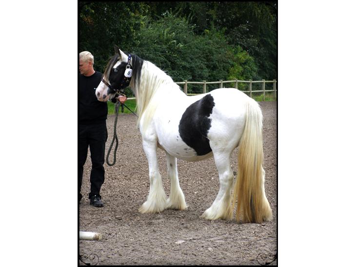 {{currentPhoto.altText}} billede {{currentPhoto.number}}