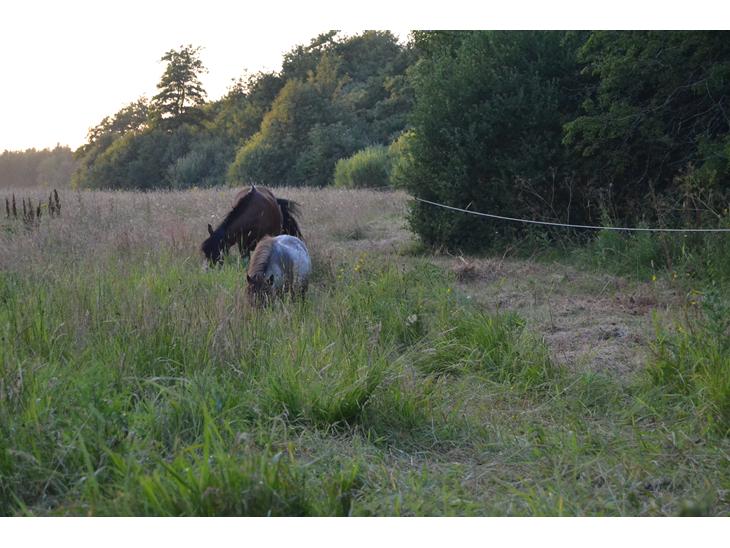 {{currentPhoto.altText}} billede {{currentPhoto.number}}