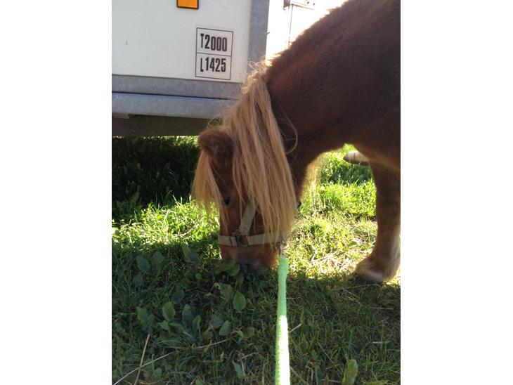 {{currentPhoto.altText}} billede {{currentPhoto.number}}