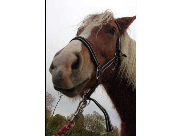 {{currentPhoto.altText}} billede {{currentPhoto.number}}