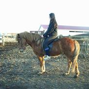 Islænder Stjarni fra Ólafssvöllum