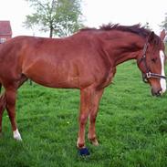 Dansk Varmblod Ametyst Gammelgård