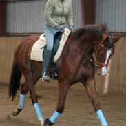 Dansk Varmblod Ametyst Gammelgård