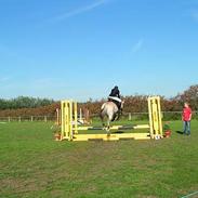 Fjordhest Tonje Granlygaard SOLGT 