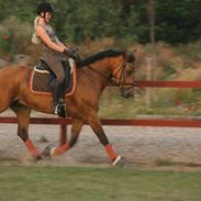 Anden særlig race Prince Charming 