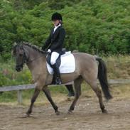 Anden særlig race Lukas