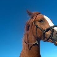 Welsh Cob (sec D) Pyrus solgt :'(