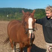 Welsh Cob (sec D) Pyrus solgt :'(