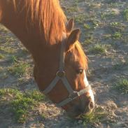 Welsh Cob (sec D) Pyrus solgt :'(