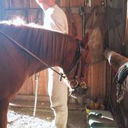 Anden særlig race Asterix