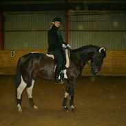 Hollandsk Varmblod Unicorde