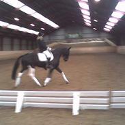 Hollandsk Varmblod Unicorde