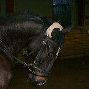 Hollandsk Varmblod Unicorde