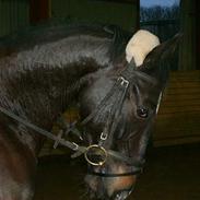 Hollandsk Varmblod Unicorde