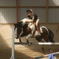 Pinto Jolly Jumper solgt