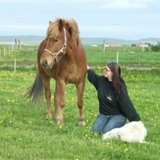 Islænder Stjarni fra Ólafssvöllum