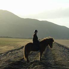 Islænder Stjarni fra Ólafssvöllum