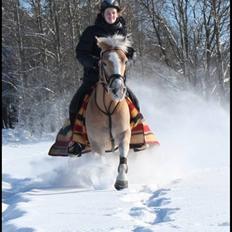 Haflinger Star Wars *solgt*