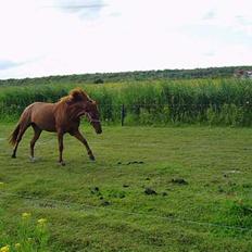 Anden særlig race Jasmin (solgt)