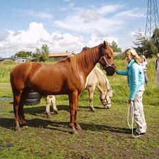 Anden særlig race Jasmin (solgt)