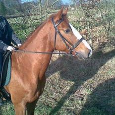 Hannoveraner Tommelise