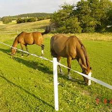 Hannoveraner Tommelise