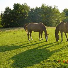 Hannoveraner Tommelise