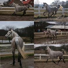 Anden særlig race Tamara *UDLÅNT*