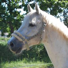 Connemara O'Connor *solgt*