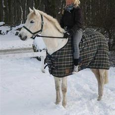 Connemara O'Connor *solgt*