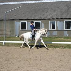 Connemara O'Connor *solgt*