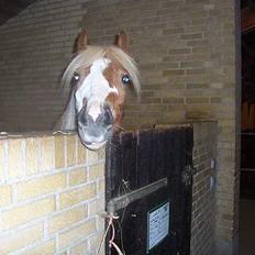 Welsh Pony (sec B) Wandus Lady