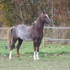 Welsh Pony (sec B)  D.B Tinka ( SOLGT)