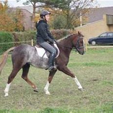 Welsh Pony (sec B)  D.B Tinka ( SOLGT)