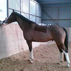 Dansk Varmblod Luminator