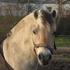 Fjordhest Uffe
