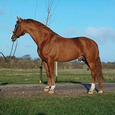 Frederiksborg Juvel Tågerup AVLSHINGST