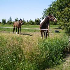 Pinto Korshøjs Wholly Cæsar