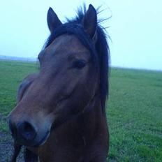 Anden særlig race Jarpur