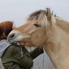Fjordhest Toffi