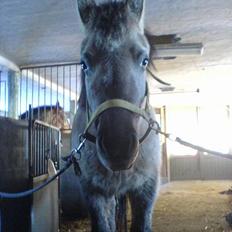 Anden særlig race Amanda *solgt*