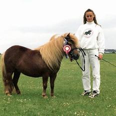 Shetlænder Vestbjergs Tassi