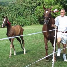 Dansk Varmblod Mi Amor