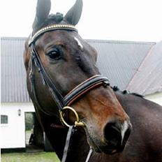 Dansk Varmblod Lambadino